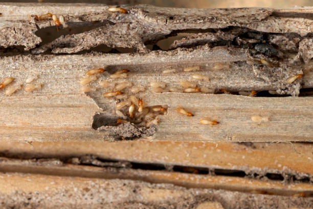 Trusted Suwanee, GA Pest Control Experts